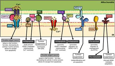 Perspectives on Organelle Interaction, Protein Dysregulation, and Cancer Disease